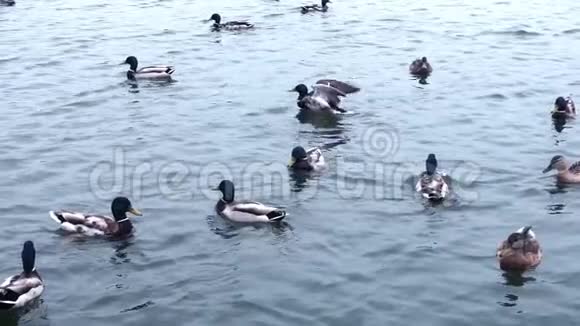 喂湖里的鸭子慢镜头视频的预览图