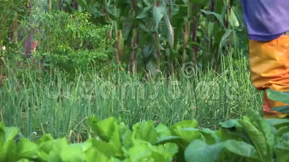 园丁在菜园里给蔬菜浇水周围有很多种蔬菜视频的预览图