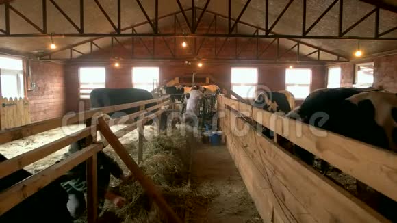 奶牛在谷仓吃干草视频的预览图