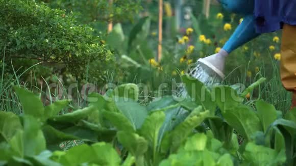 园丁在菜园里给蔬菜浇水腿上戴着护水器泰国的乡村视频的预览图