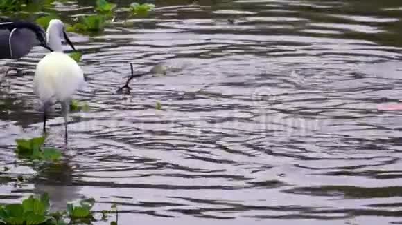 动作缓慢的鸟Nycticorax和白色白鹭加泽塔在水中与鲤鱼视频的预览图