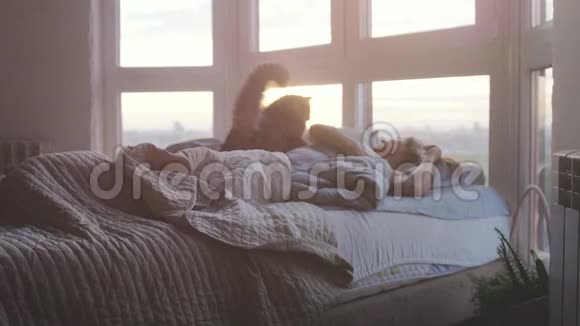 早上美丽快乐的黑发女人醒来躺在床上打哈欠她的缅因州猫在她的房间旁边视频的预览图