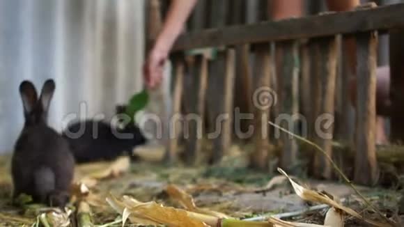 一只成年的黑兔坐在围栏里吃树枝上的绿叶兔子农场视频的预览图