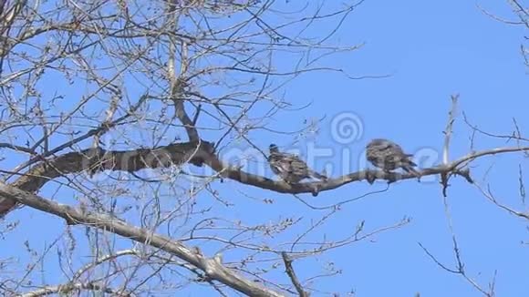 干树枝上有两只鸟视频的预览图