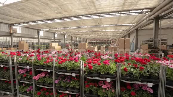 有五颜六色鲜花的仓库一个大仓库的全景有盛开的花朵仓库上盛开的花朵视频的预览图