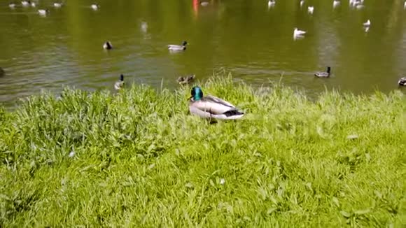 城市公园里的德雷克到池塘里的水他穿过草地漂浮在水面上视频的预览图