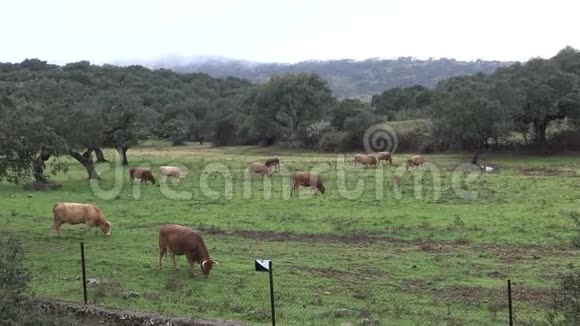 4K西班牙公牛在田里吃一天下雨的草视频的预览图