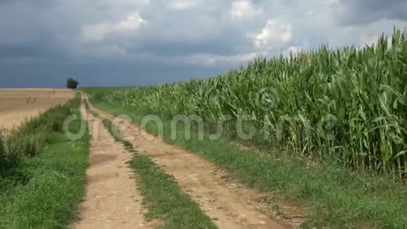 有田间路径的玉米田边缘视频的预览图