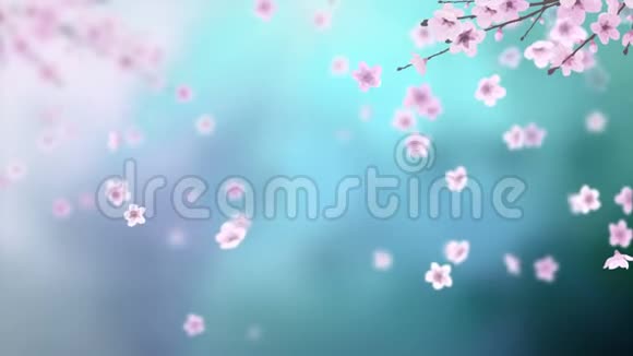 白瓣的樱花落在白瓣上的樱花抽象的背景循环4K运动春花图形视频的预览图