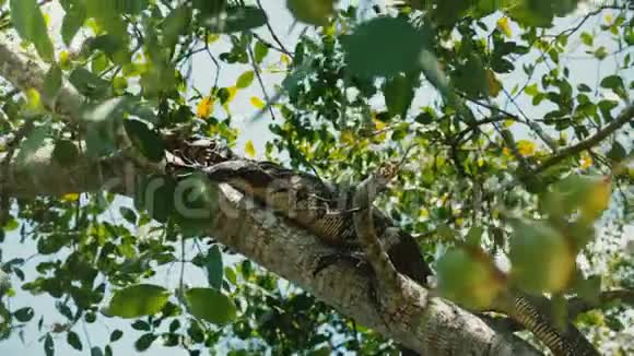 在斯里兰卡国家公园巨大的野生大草原监测蜥蜴栖息在阳光明媚的异国树枝上视频的预览图