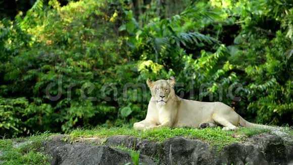 狮子在草地上放松视频的预览图