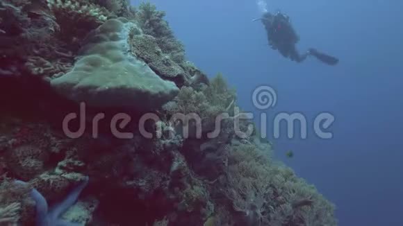 潜水员在珊瑚礁附近游泳热带鱼在透明的海水中游泳水下景观潜水者潜水视频的预览图