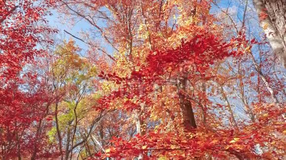 蓝天背景上的五彩树枝视频的预览图