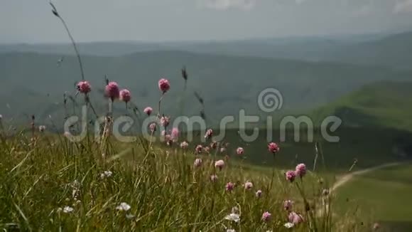 在群山和高原的背景下在山坡上拍摄了紫色的花朵在远足视频的预览图