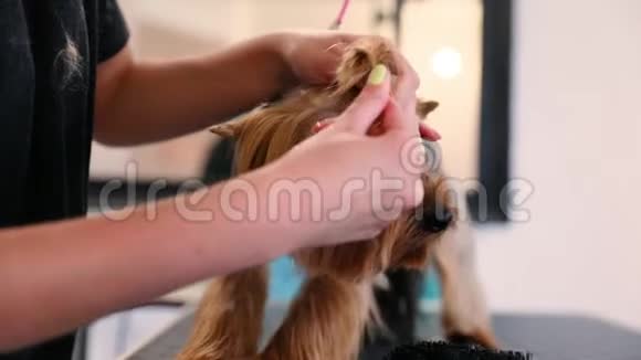 宠物沙龙的训犬为客制作发型视频的预览图