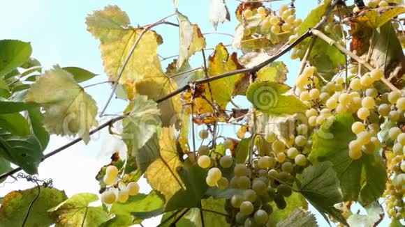 成熟的葡萄一小串成熟的白葡萄酒葡萄挂在藤蔓上叶子是绿色的在风中摇曳自然背景视频的预览图