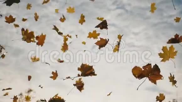 镜头跟随黄色的枫叶在秋天的森林中落在地上靠近天空中明亮的树叶视频的预览图