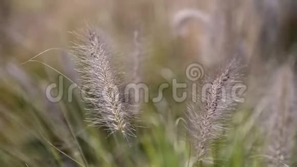 夏季植物与小穗在风中特写有草有耳没有人视频的预览图