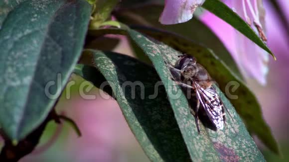 慢动作的大型昆虫在明亮的阳光下美丽的特写蜜蜂在树叶上视频的预览图
