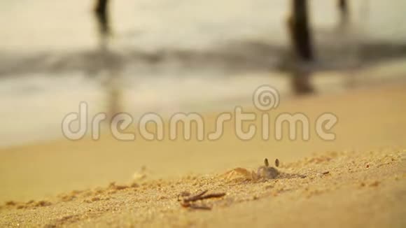 螃蟹在沙滩上挖掘工作视频的预览图