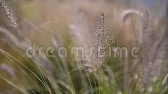 夏季植物与小穗在风中特写有草有耳没有人视频的预览图
