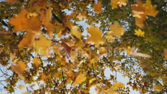林中秋叶落在地上的低景靠近树枝上的黄色树叶视频的预览图