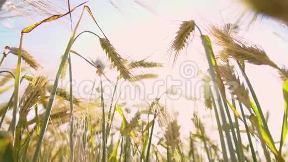 绿色麦田麦田大量的生麦接近阳光下的乡村风光小麦的草甸S区的粮田视频的预览图
