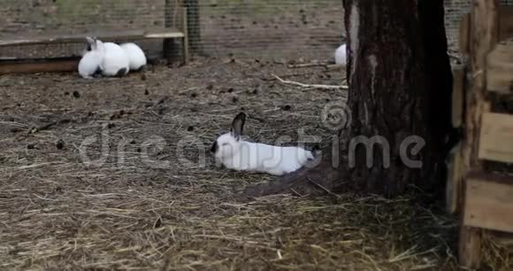 农场里有很多兔子视频的预览图
