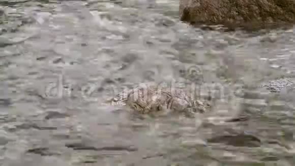 水波荡漾的大块湿石头视频的预览图