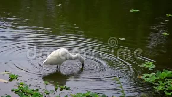 慢动作成年鸟白色白鹭在池塘里寻找树枝视频的预览图