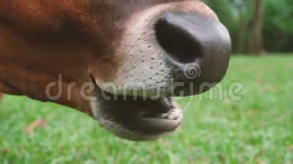 吃草的棕牛眼的特写视频的预览图