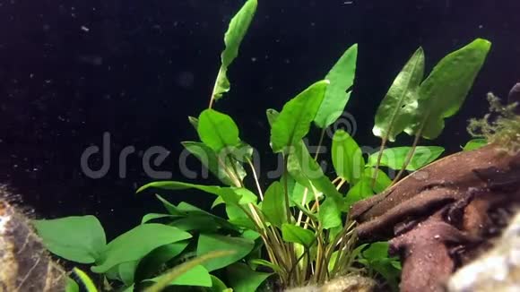 活水族馆绿色植物鱼缸里的水下植物视频的预览图