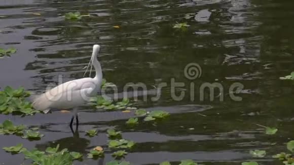 慢动作成年鸟白色白鹭在池塘里寻找树枝视频的预览图