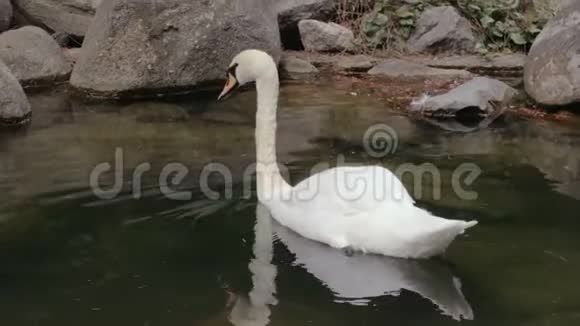 天鹅在公园的湖里游泳和潜水视频的预览图