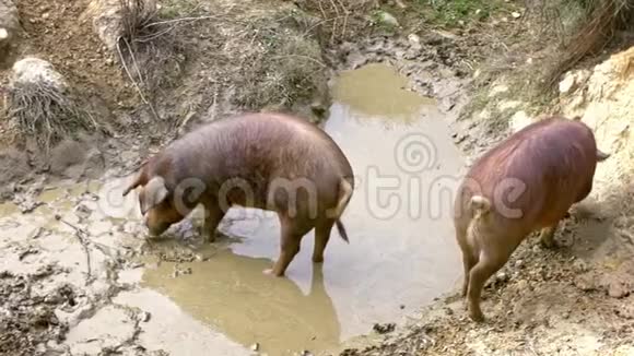 西班牙德赫萨草原上黑色伊比利亚猪享受泥浆的慢动作视频的预览图