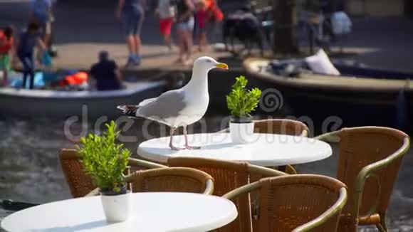 海鸥坐在桌上的咖啡馆里视频的预览图