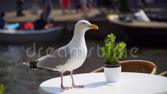 海鸥坐在桌上的咖啡馆里视频的预览图