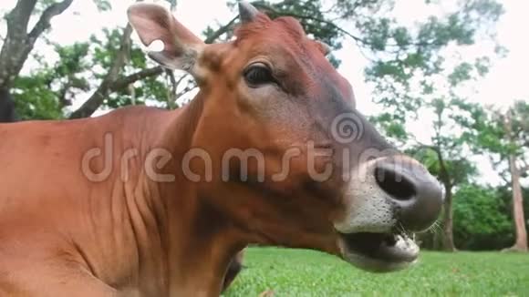 吃草的棕牛眼的特写视频的预览图