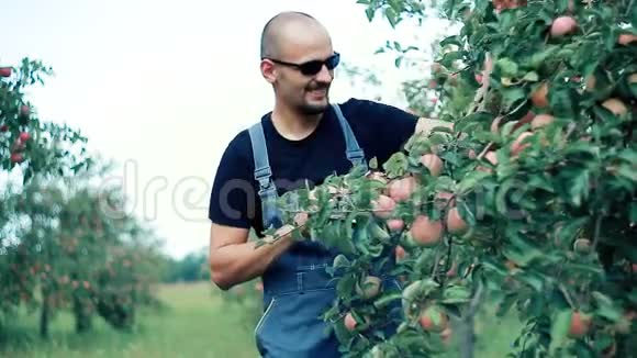 苹果农夫在树枝上检查苹果视频的预览图