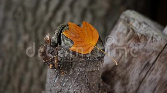 秋叶树桩背景高清镜头视频的预览图