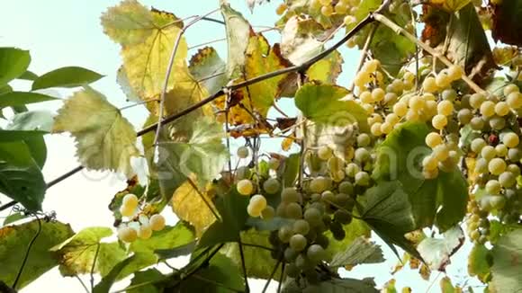 成熟的葡萄一小串成熟的白葡萄酒葡萄挂在藤蔓上叶子是绿色的在风中摇曳自然背景视频的预览图