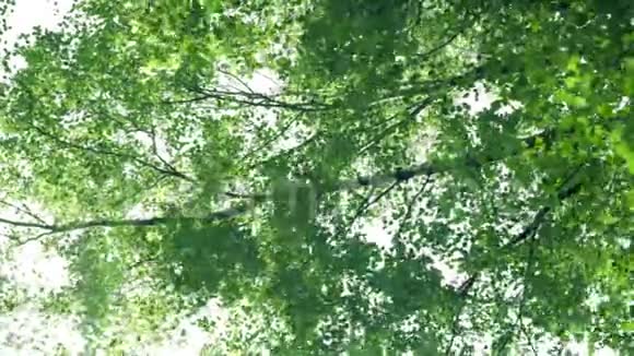 树枝在风中摇曳树叶在阳光下闪耀视频的预览图