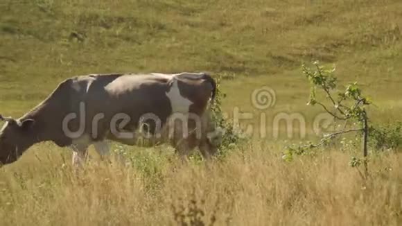 草地上的一头牛嚼草动物牛的特写视频的预览图