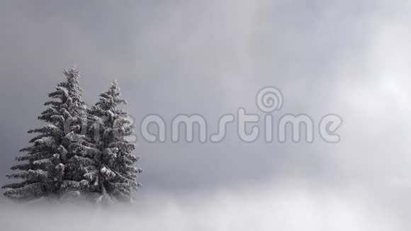 一台吹雪机在2棵孤雪覆盖的松树前吹雪和雾视频的预览图