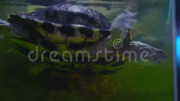 淡水海龟在淡水水族馆的水下游泳视频的预览图