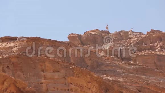 WadiRumIbex站在悬崖上视频的预览图