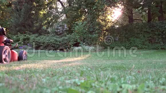 阳光明媚的晚上女人在住宅后花园修剪草坪4K视频的预览图