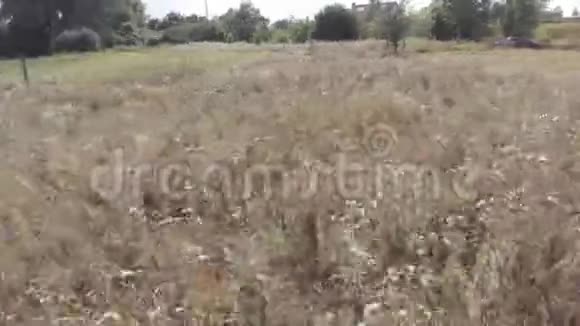 农村地区的草地草地和树木视频的预览图