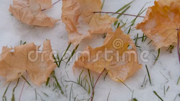 枫叶躺在雪地里视频的预览图