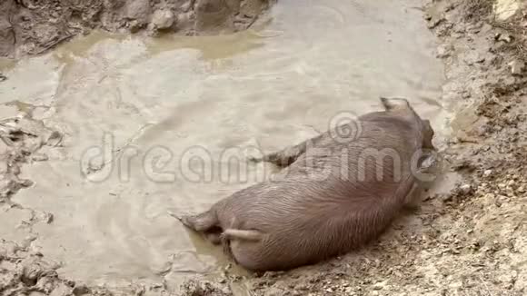 西班牙德赫萨草原上黑色伊比利亚猪享受泥浆的慢动作视频的预览图